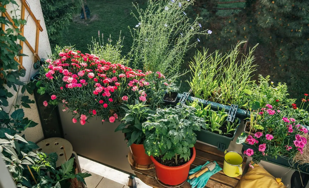Arredare il balcone con piante resistenti: i consigli di un vivaista Arredare il balcone con piante resistenti: i consigli di un vivaista